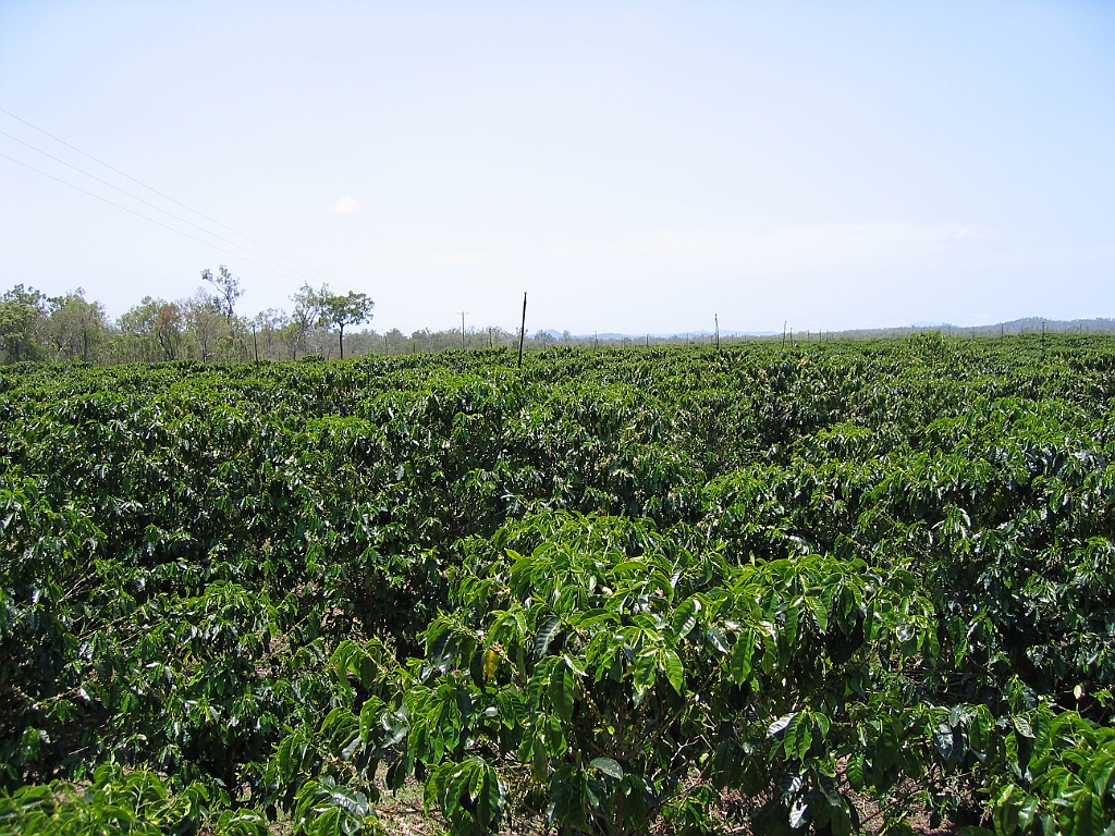 CairnsTC100 Jaques Coffee.jpg